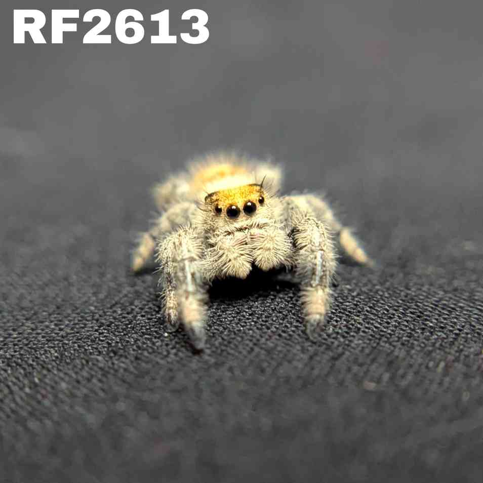 Regal Jumping Spider "Jello"