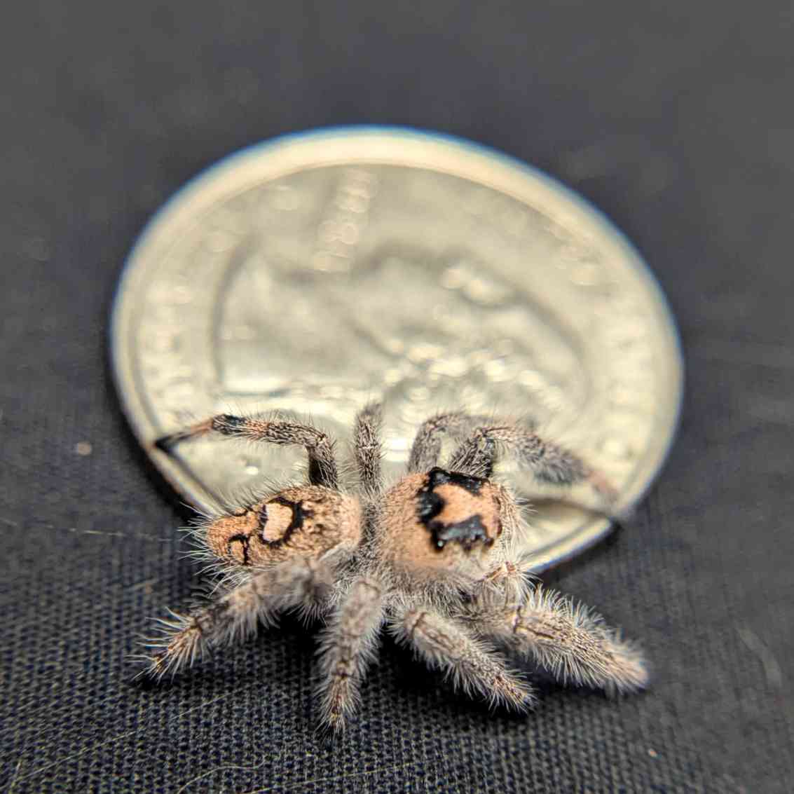 Regal Jumping Spider "Cashew"