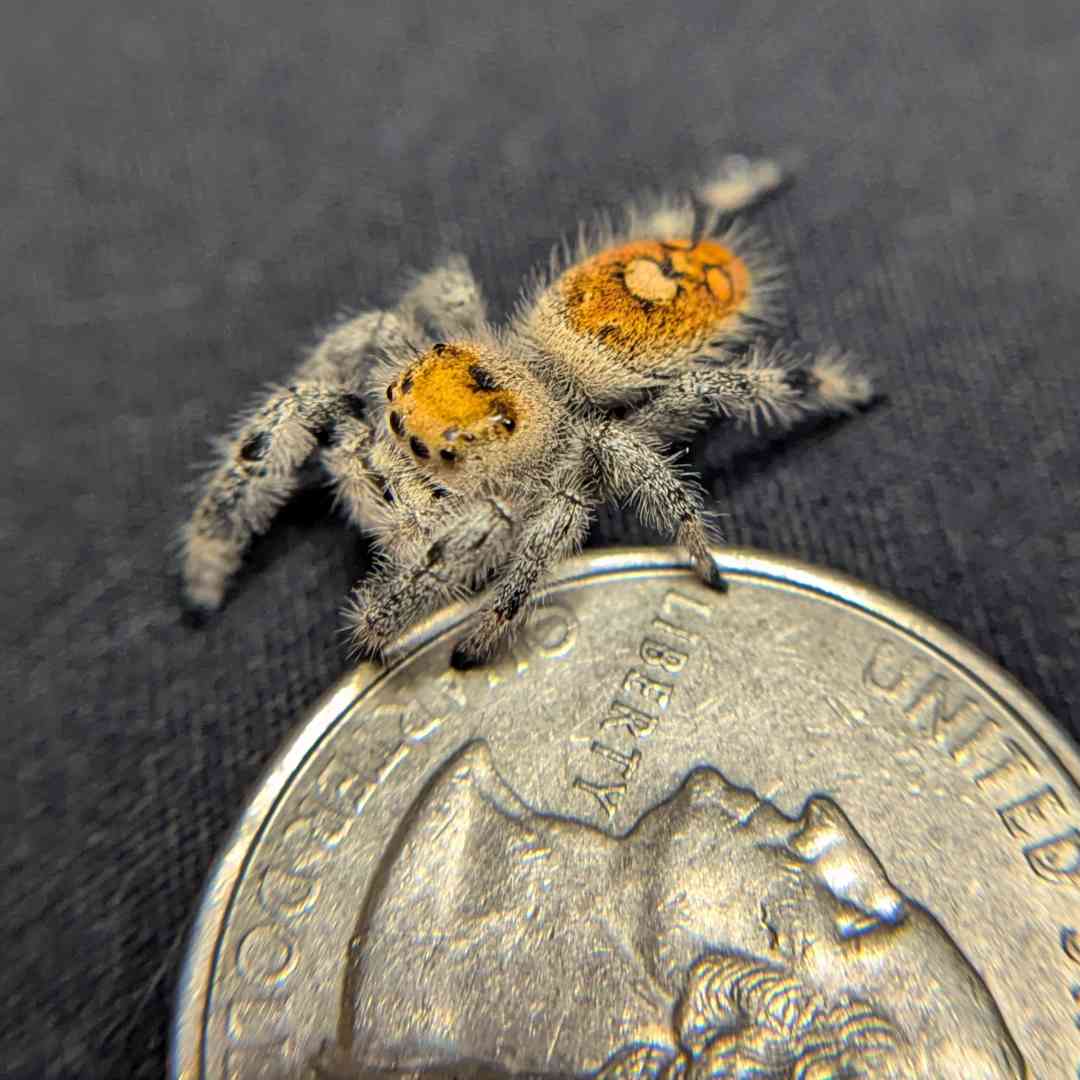 Regal Jumping Spider "Pomegranate"
