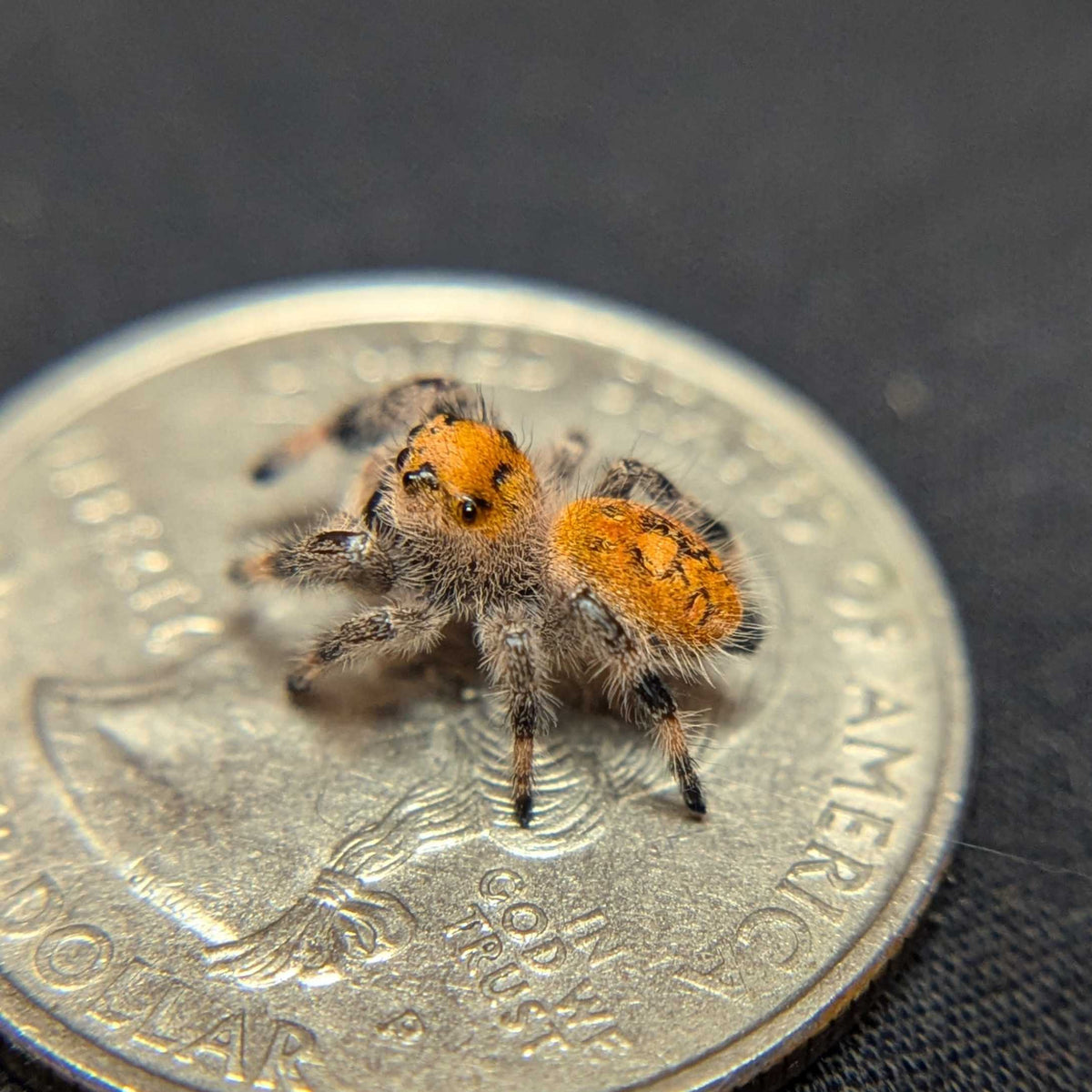 Regal Jumping Spider "Wonder"