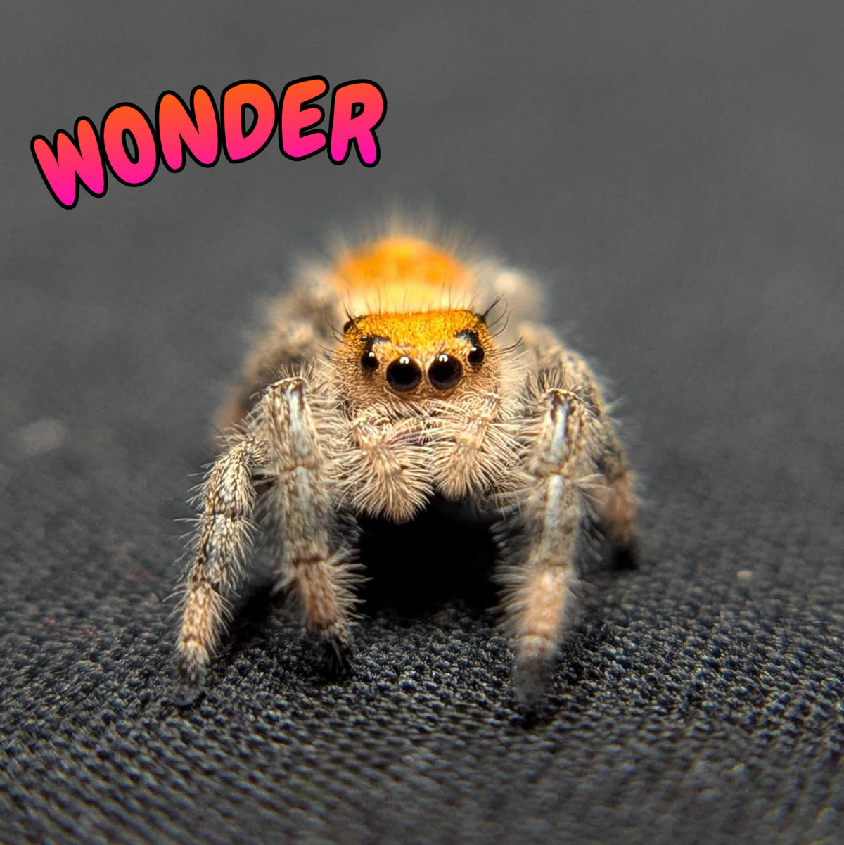 Regal Jumping Spider "Wonder"