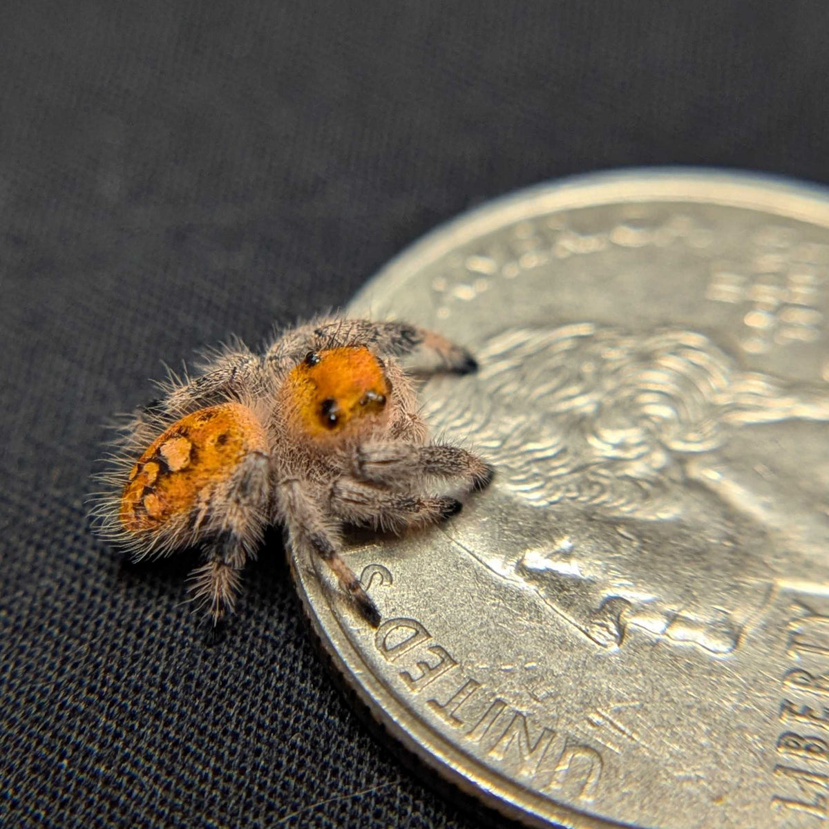 Regal Jumping Spider "Flower"