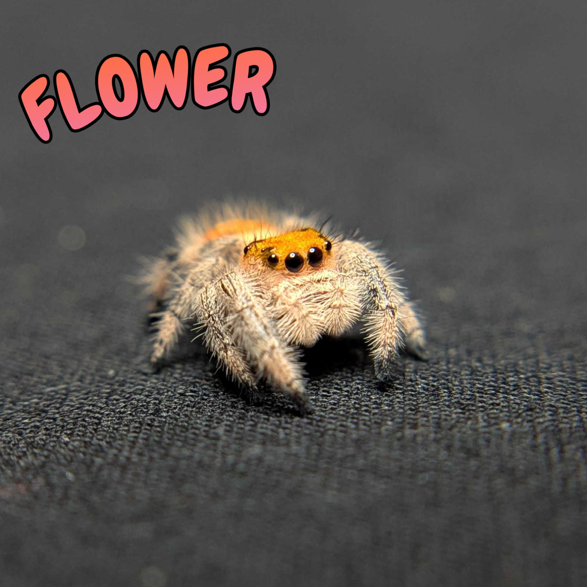 Regal Jumping Spider "Flower"