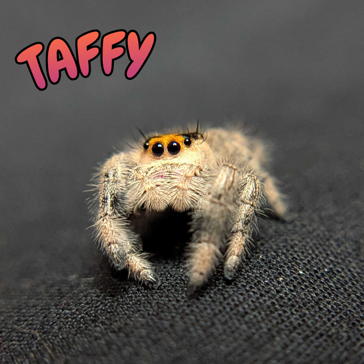 Regal Jumping Spider "Taffy"