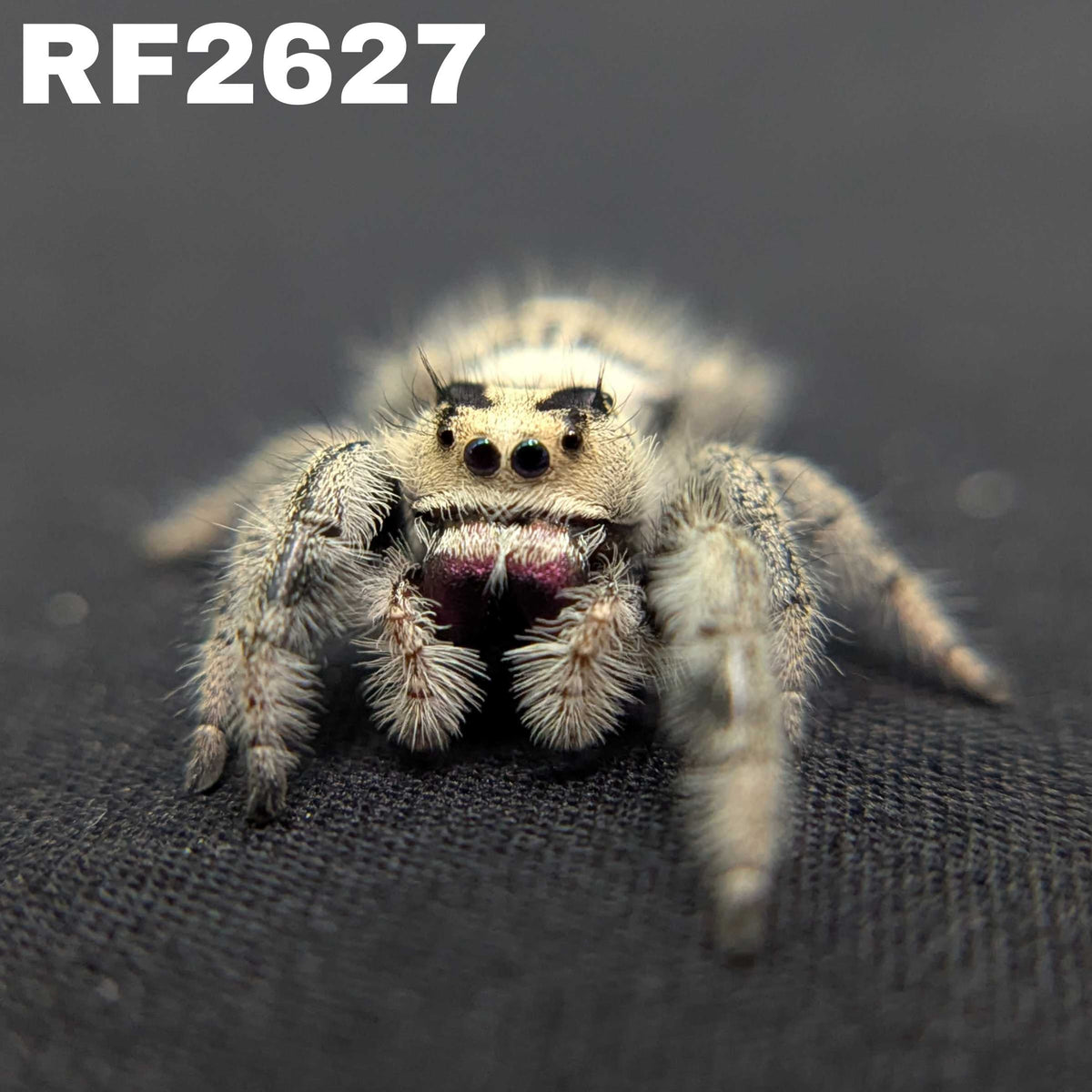 Regal Jumping Spider "Frostberry"