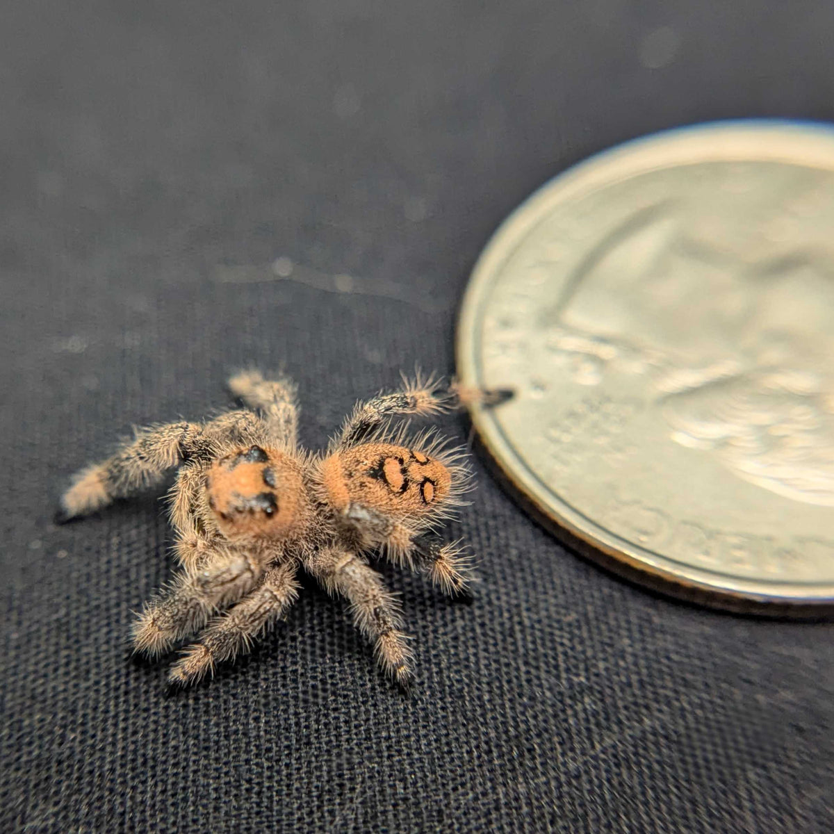 Regal Jumping Spider "Fruit Salad"