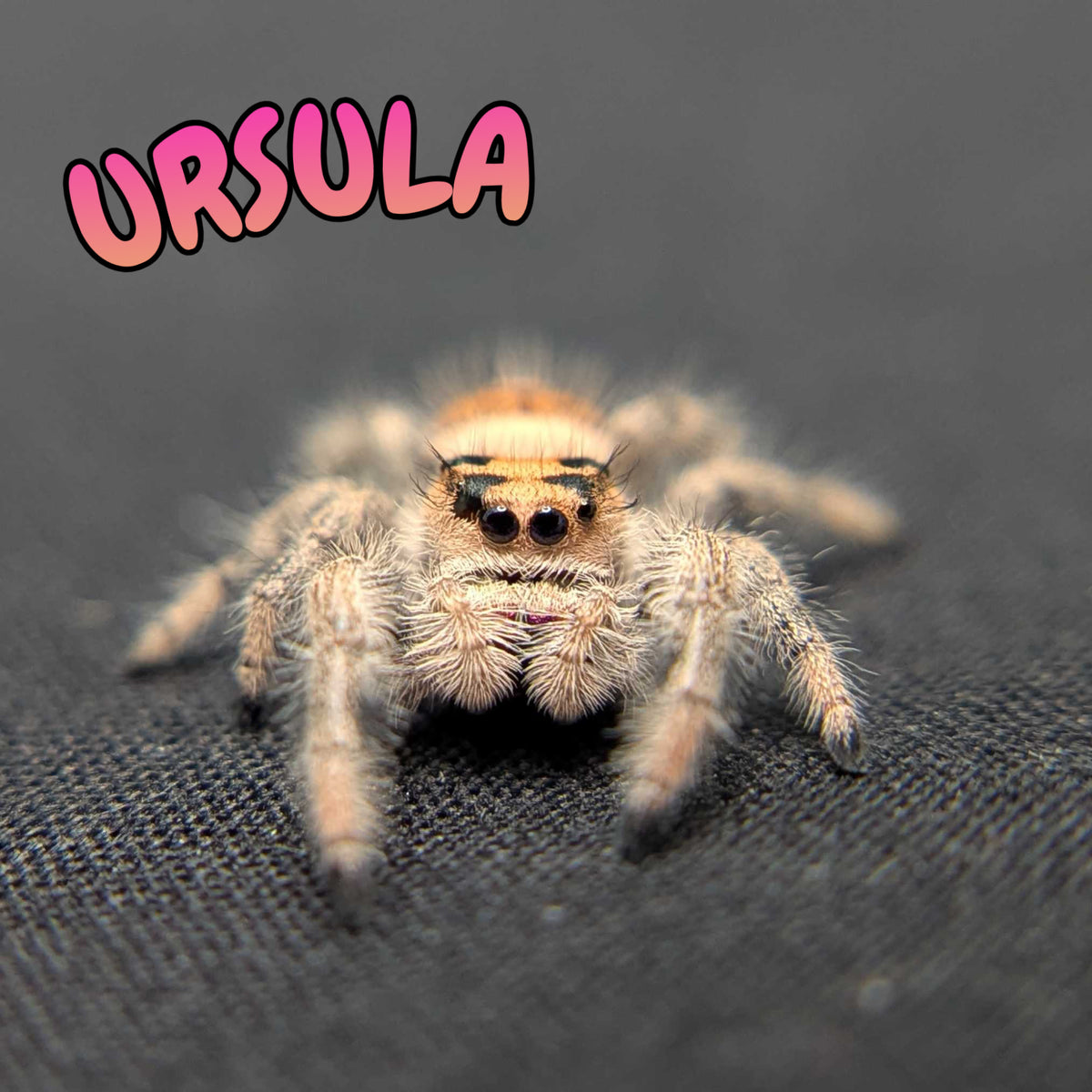 Regal Jumping Spider "Ursula"