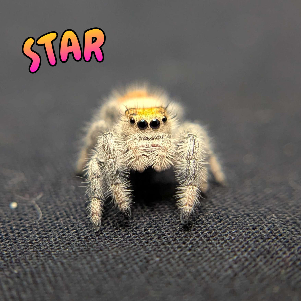Regal Jumping Spider "Star"