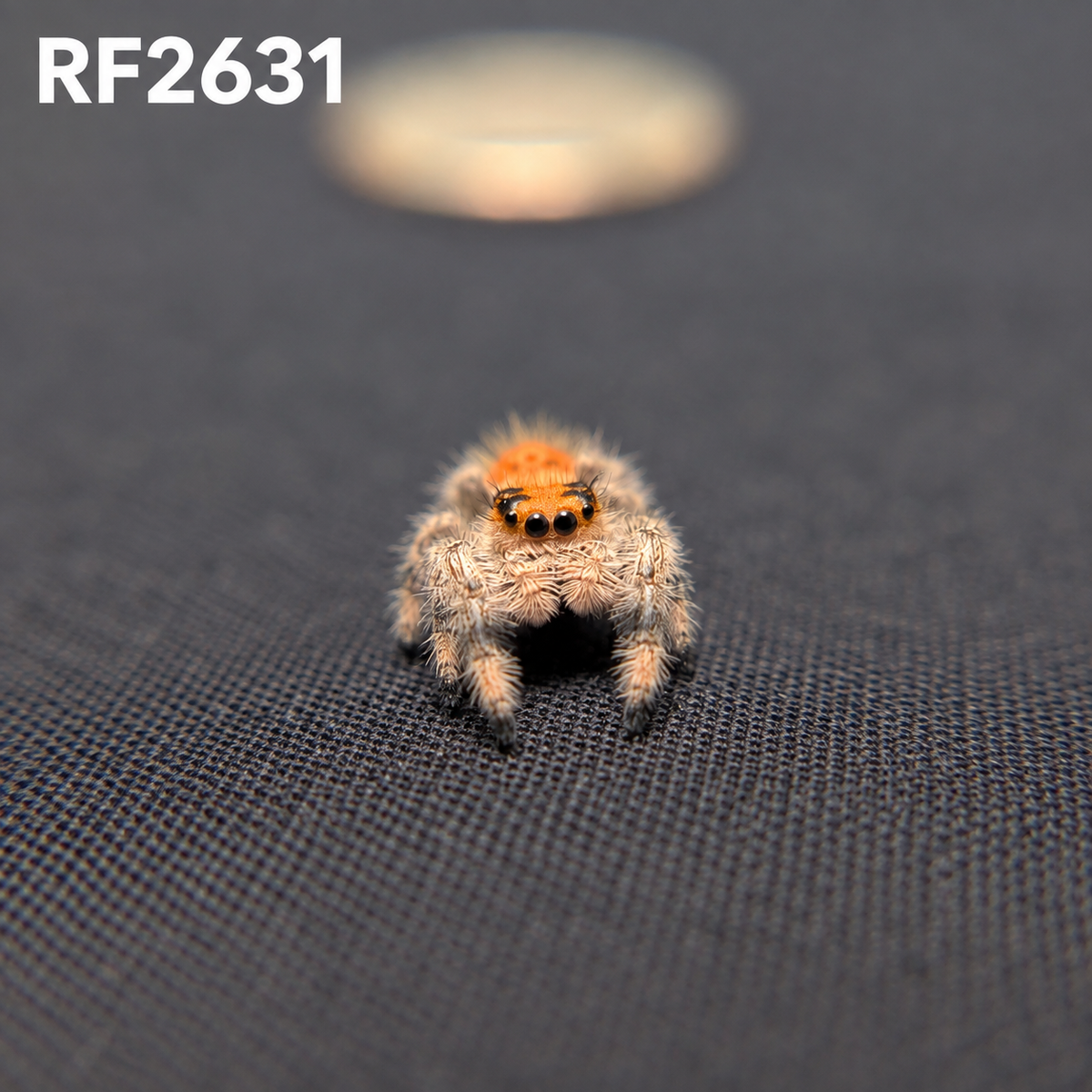 Regal Jumping Spider "Guava"