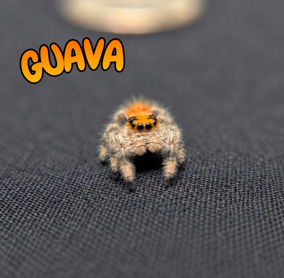 Regal Jumping Spider "Guava"