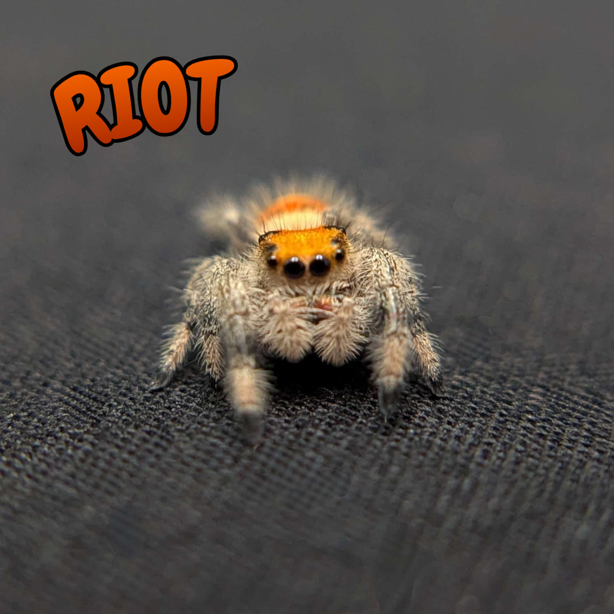 Regal Jumping Spider “Riot”