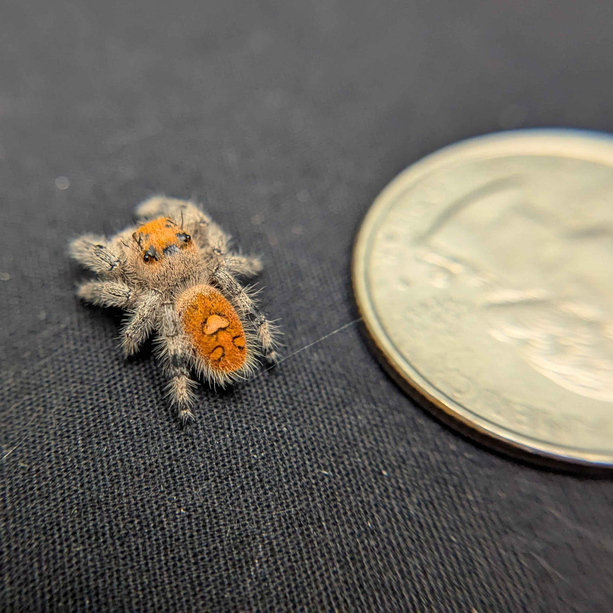 Regal Jumping Spider “Fury”