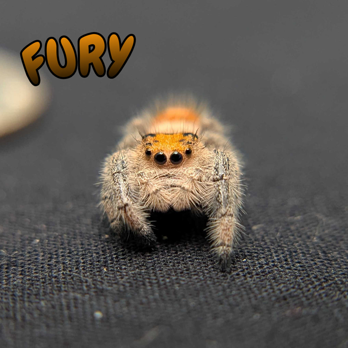 Regal Jumping Spider “Fury”