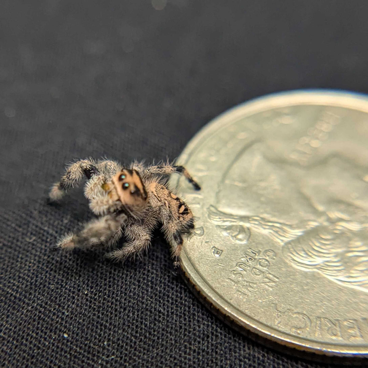 Regal Jumping Spider “Valencia”