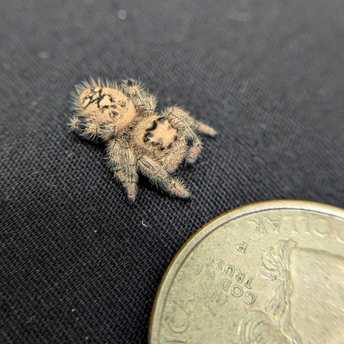 Regal Jumping Spider "Vanilla Bean”