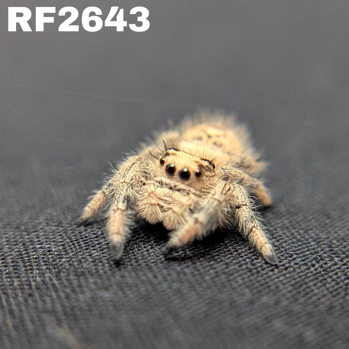 Regal Jumping Spider "Vanilla Bean”