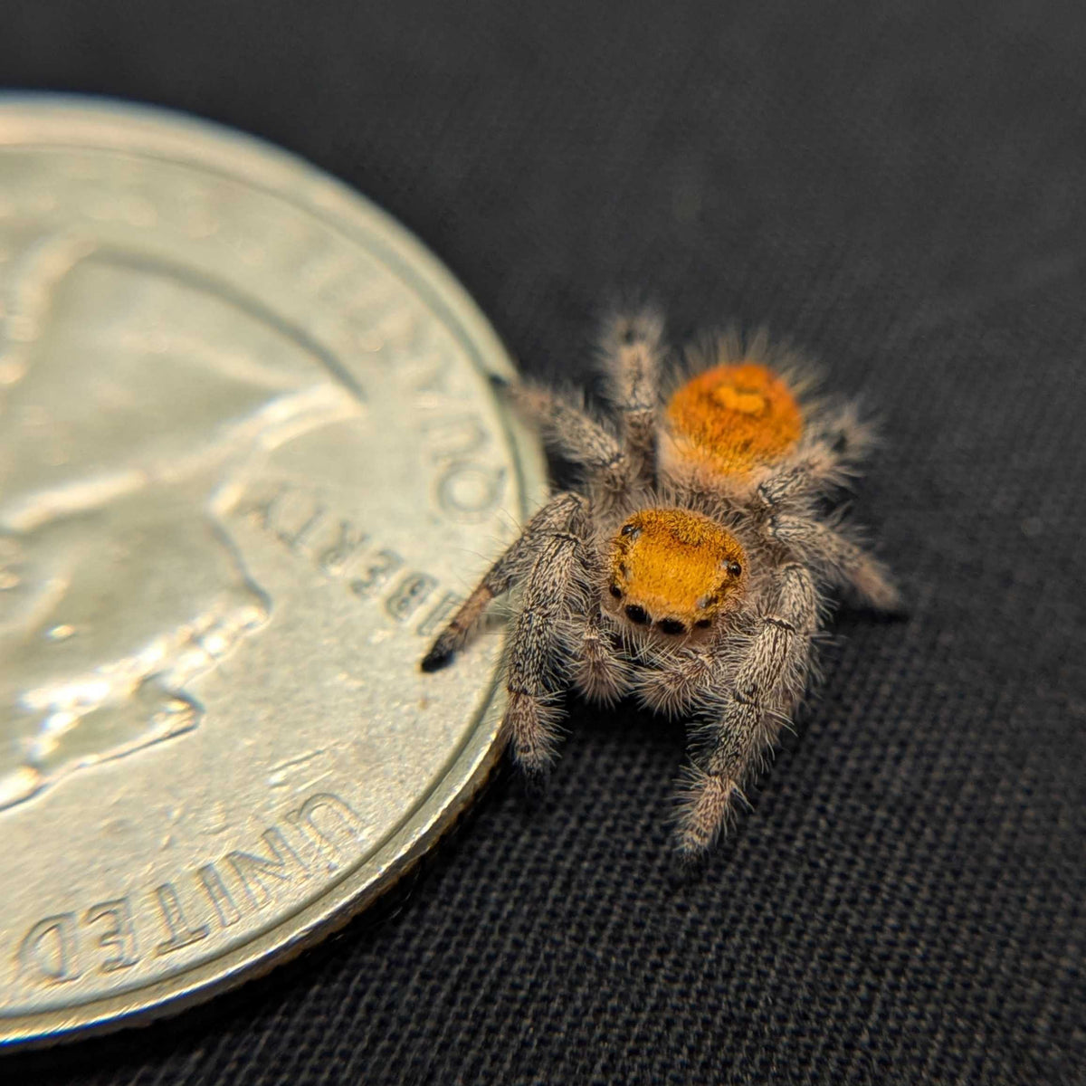 Regal Jumping Spider “Prancer”