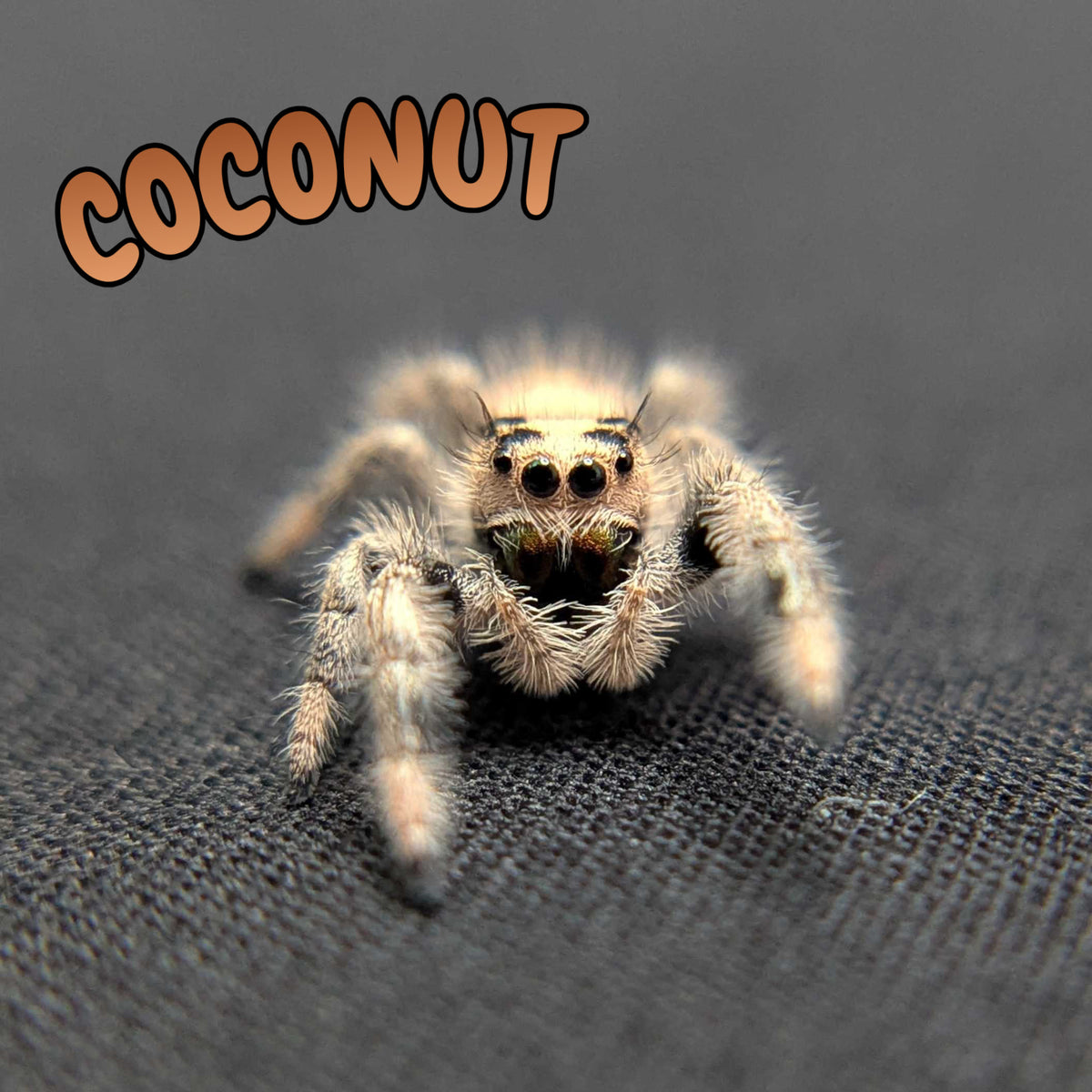 Regal Jumping Spider "Coconut"