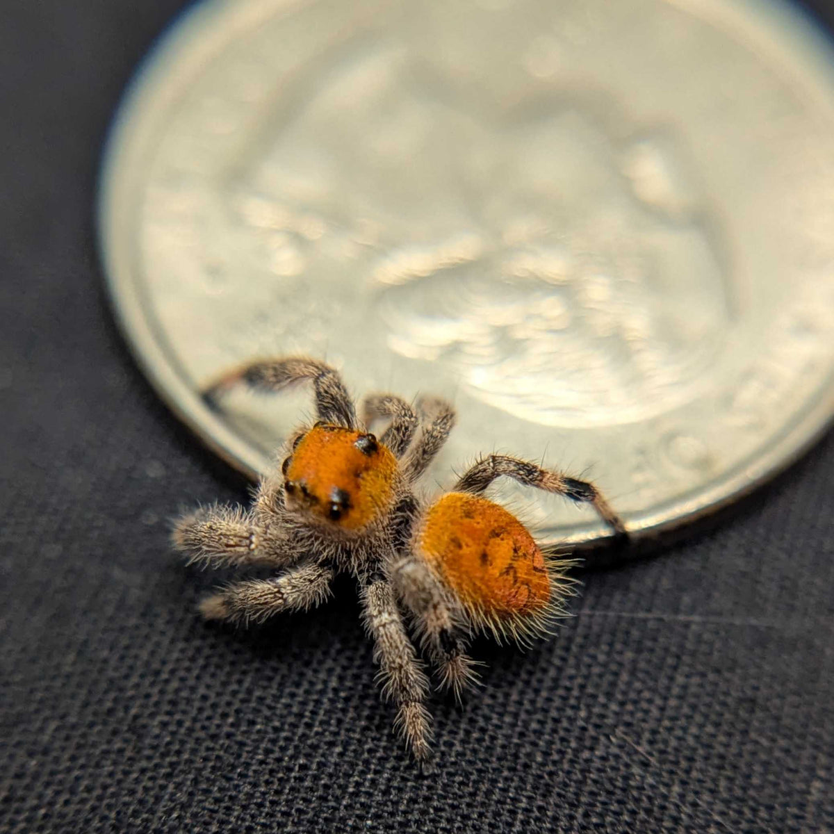 Regal Jumping Spider “Nectar”