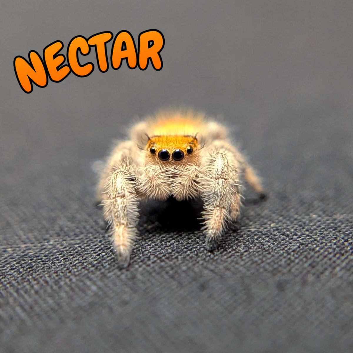 Regal Jumping Spider “Nectar”