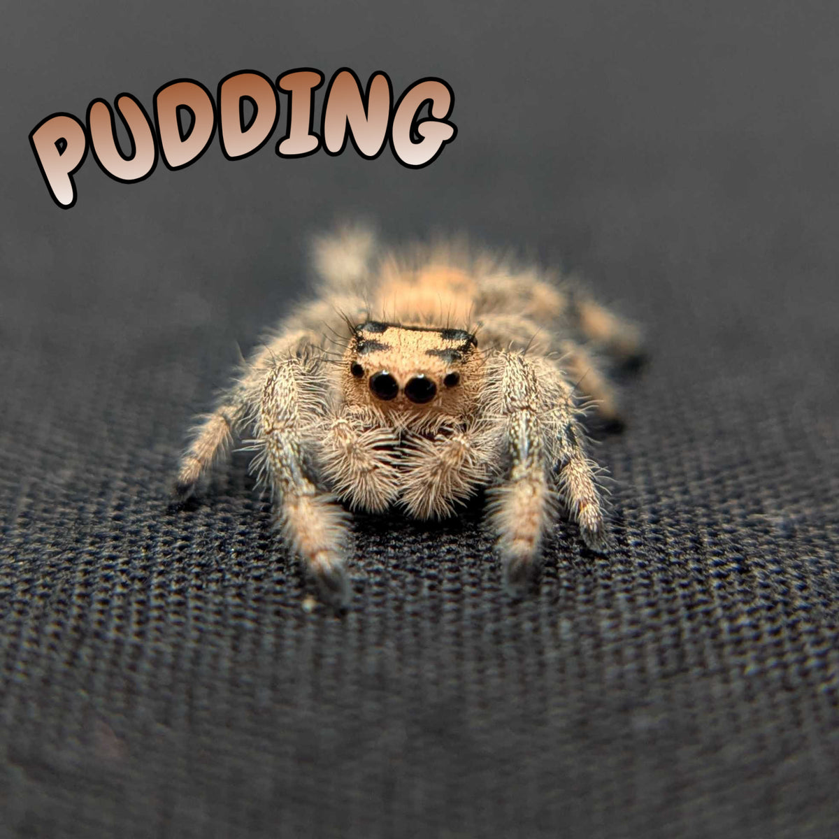Regal Jumping Spider “Pudding”