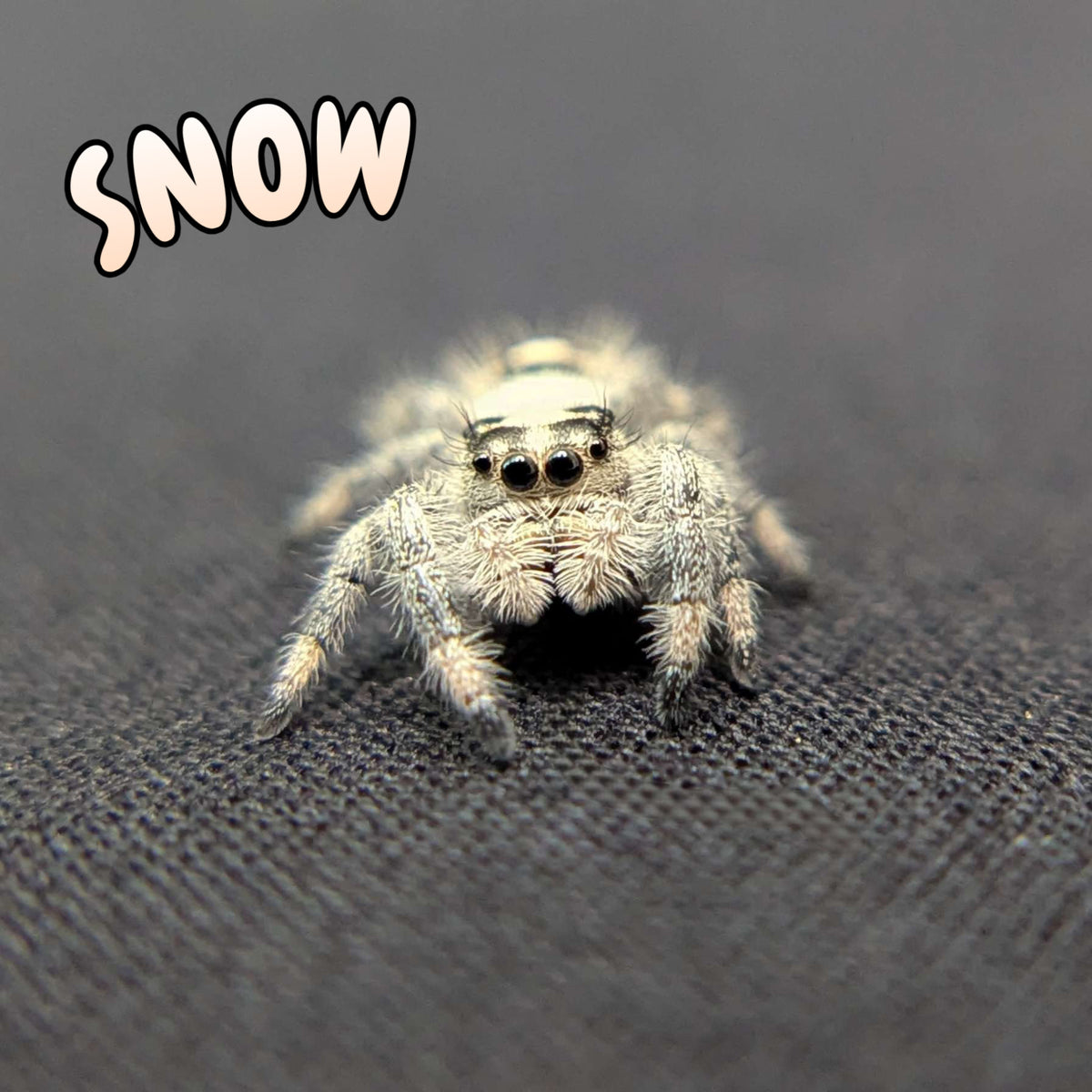 Regal Jumping Spider "Snow"