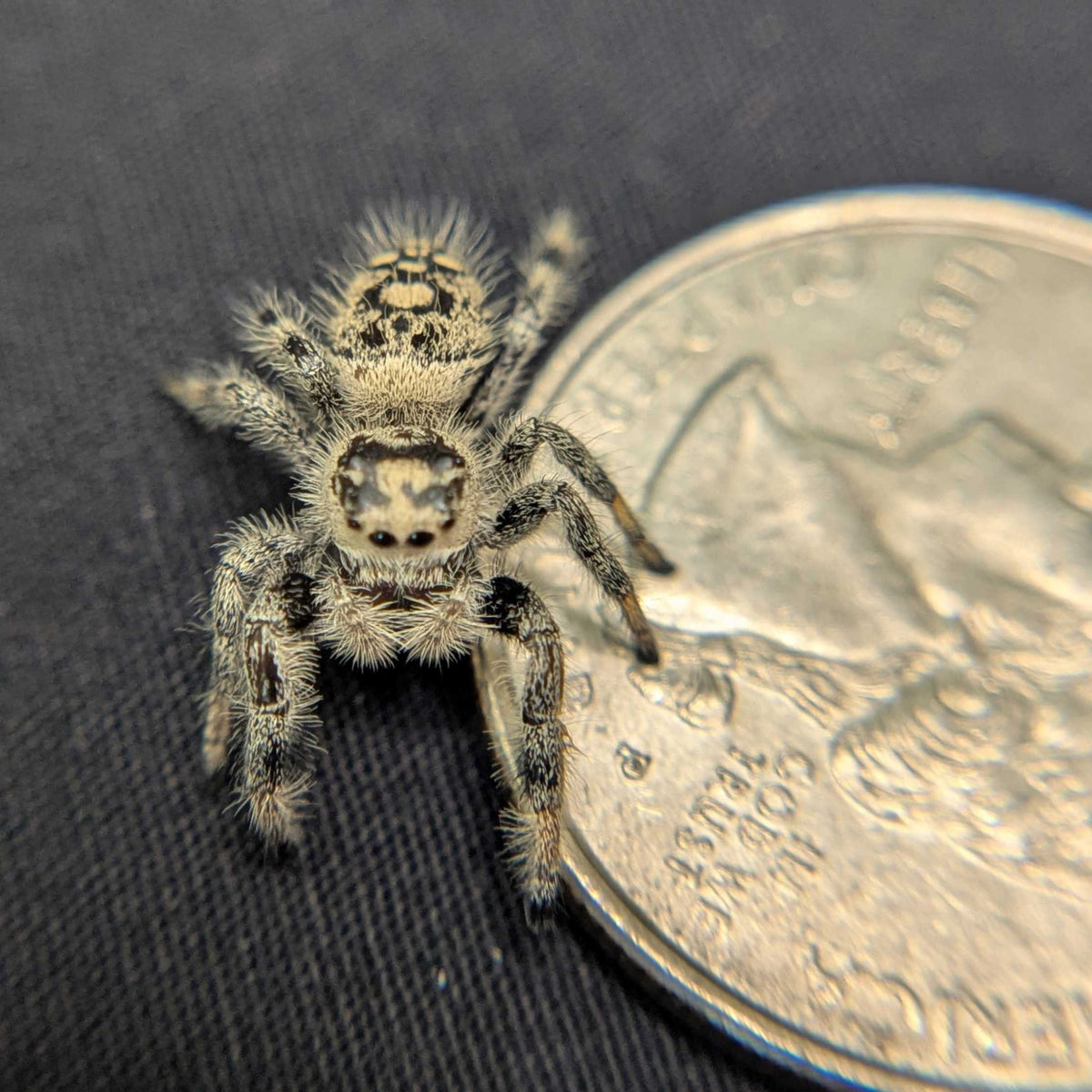Regal Jumping Spider "Sugarplum"
