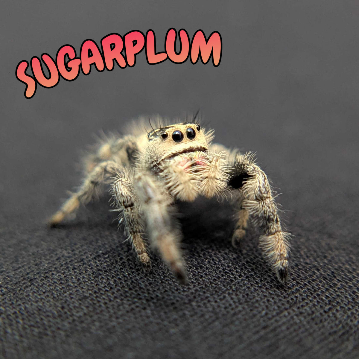 Regal Jumping Spider "Sugarplum"