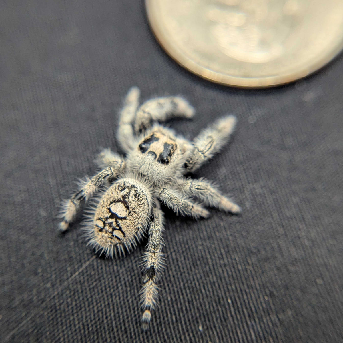 Regal Jumping Spider "Berry Puff"