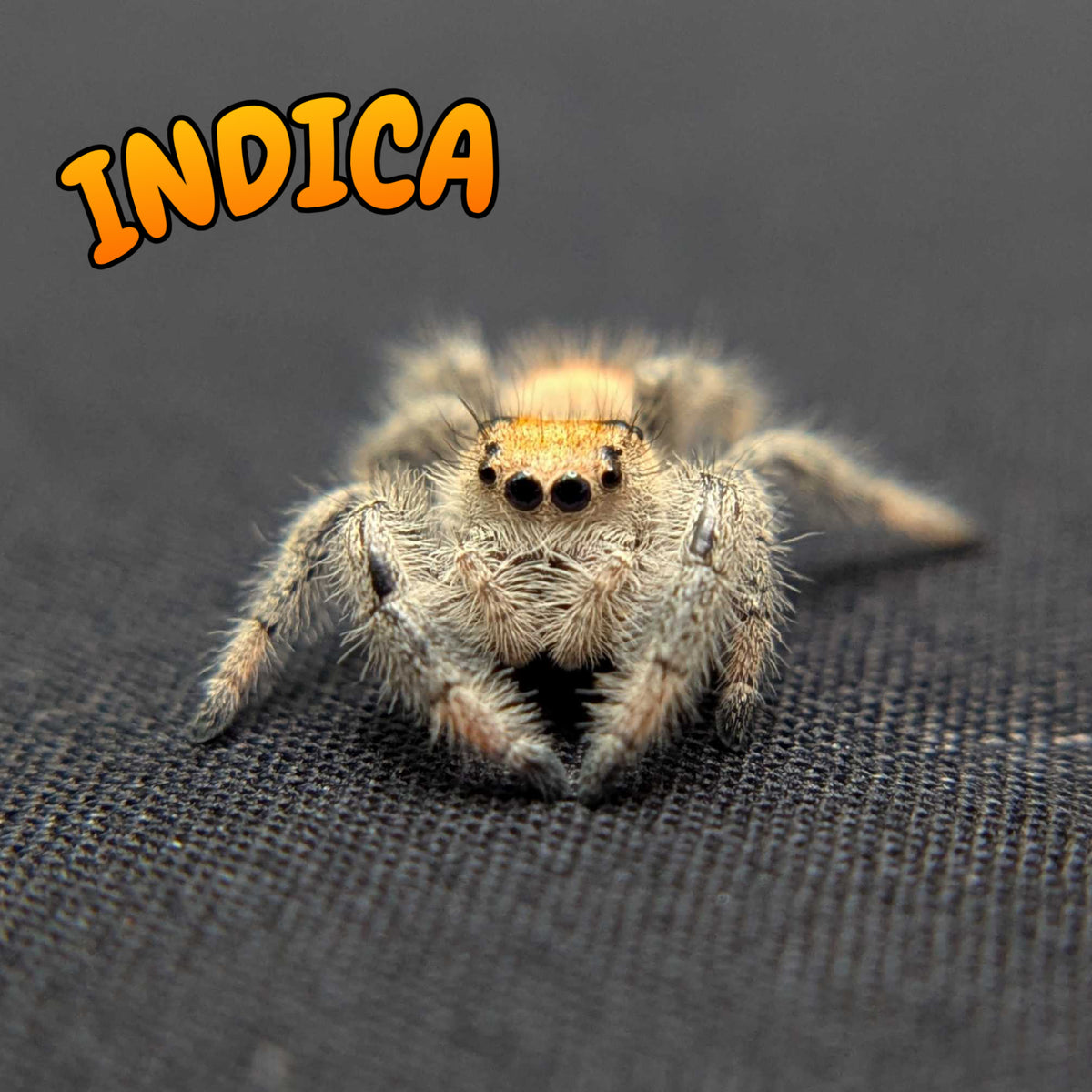 Regal Jumping Spider “Indica”