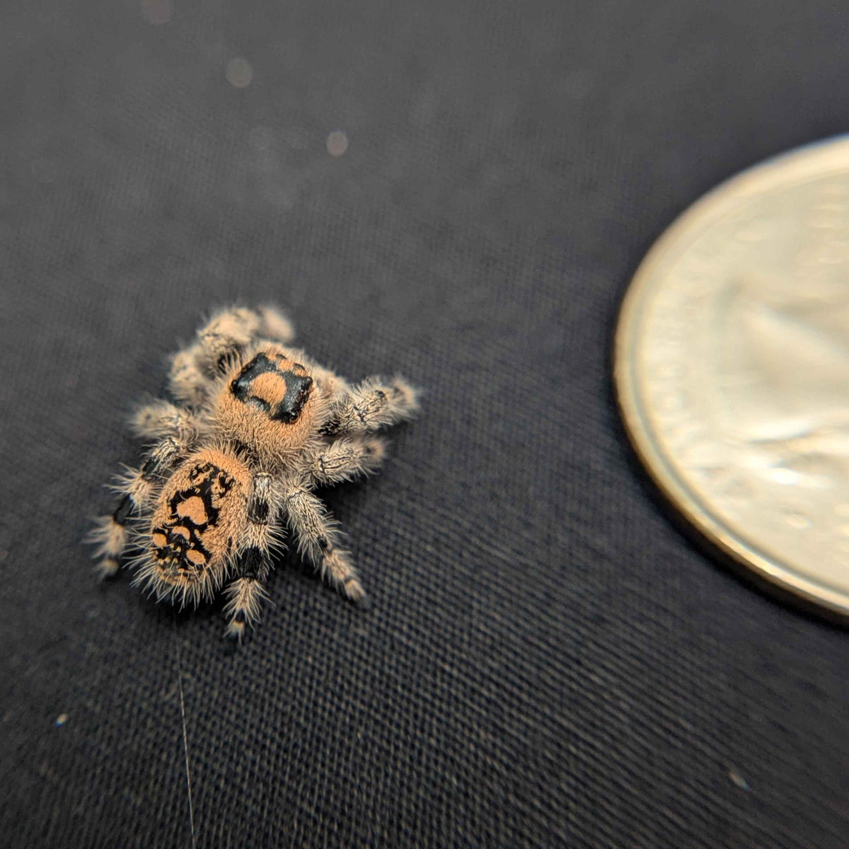 Regal Jumping Spider "Cinnasnug"
