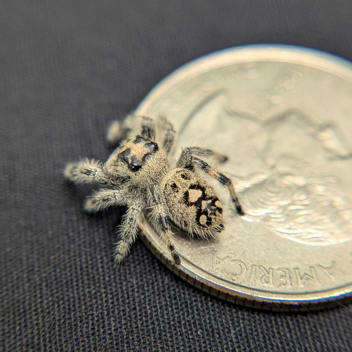Regal Jumping Spider "Sundae"