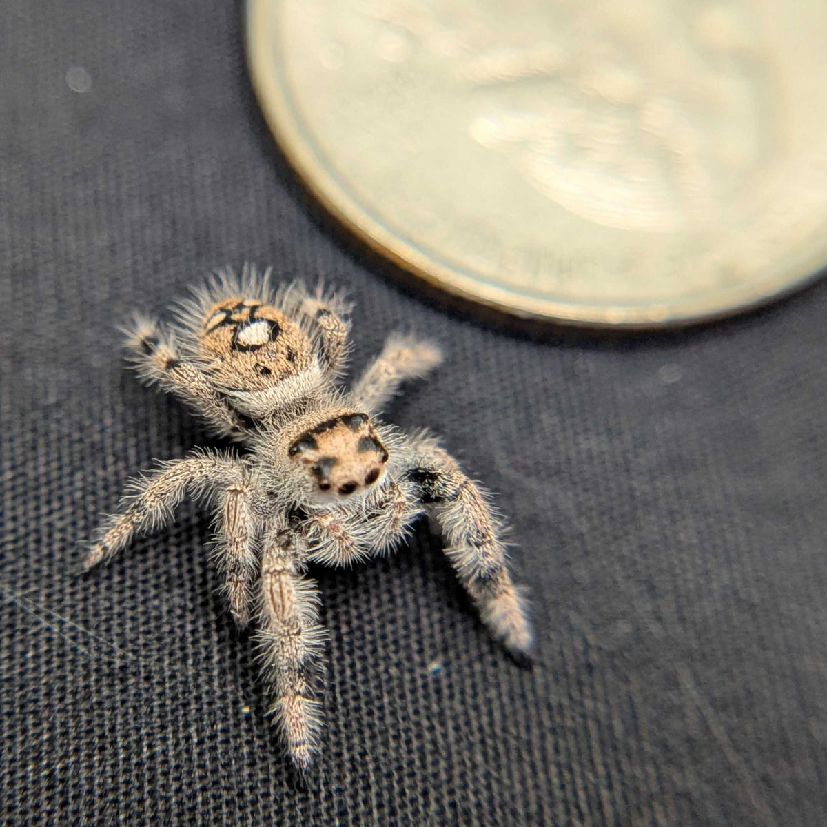 Regal Jumping Spider "Sandy"