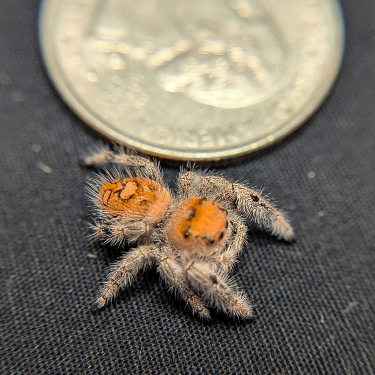 Regal Jumping Spider “Solstice”