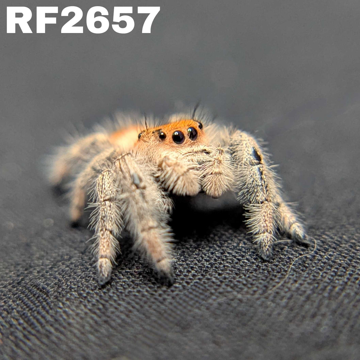 Regal Jumping Spider “Solstice”