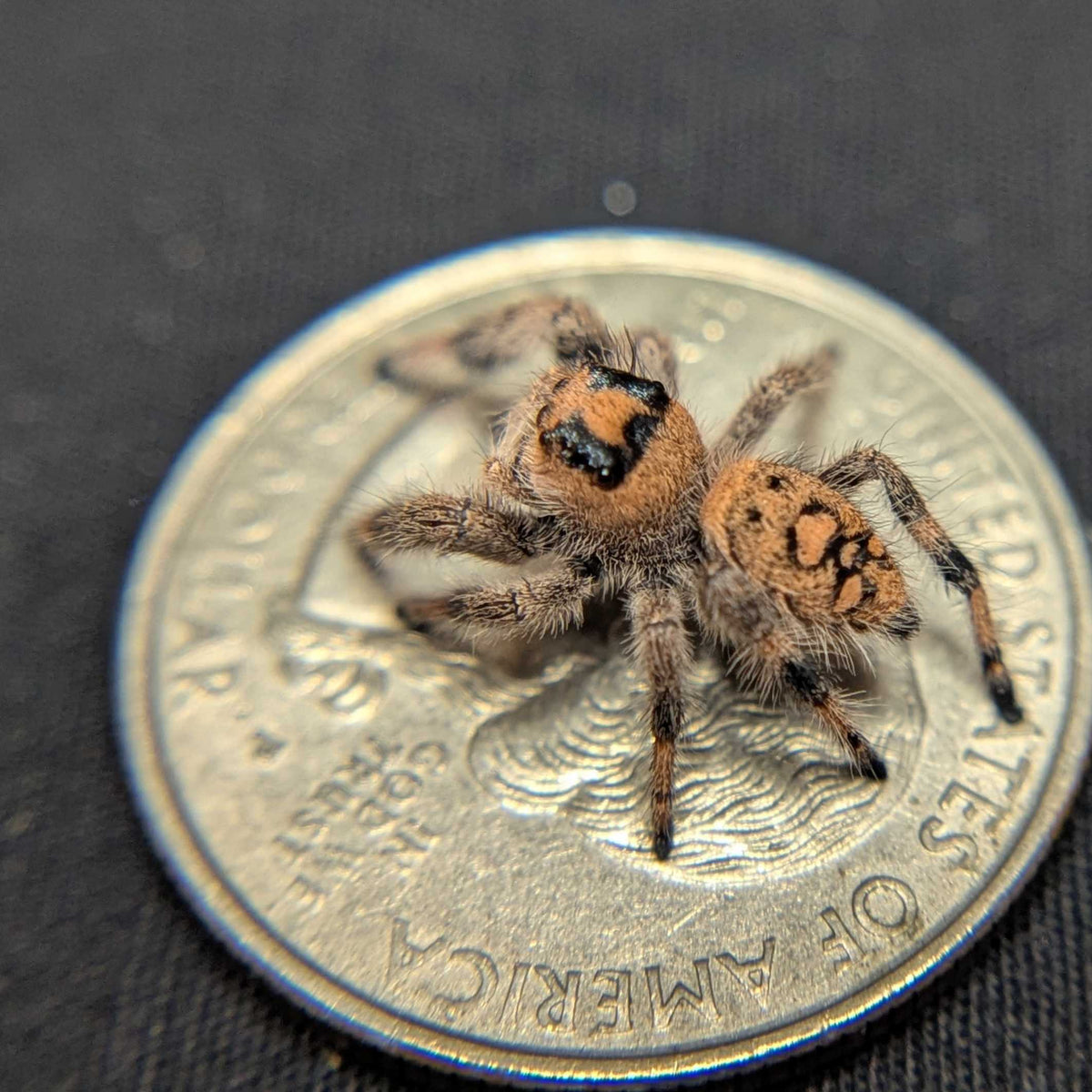 Regal Jumping Spider "Wheat"