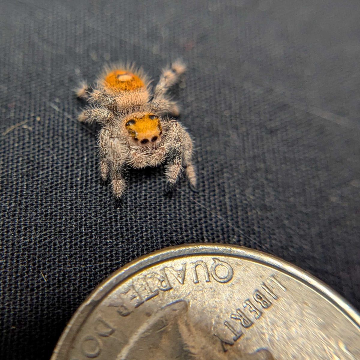 Regal Jumping Spider "Juice"
