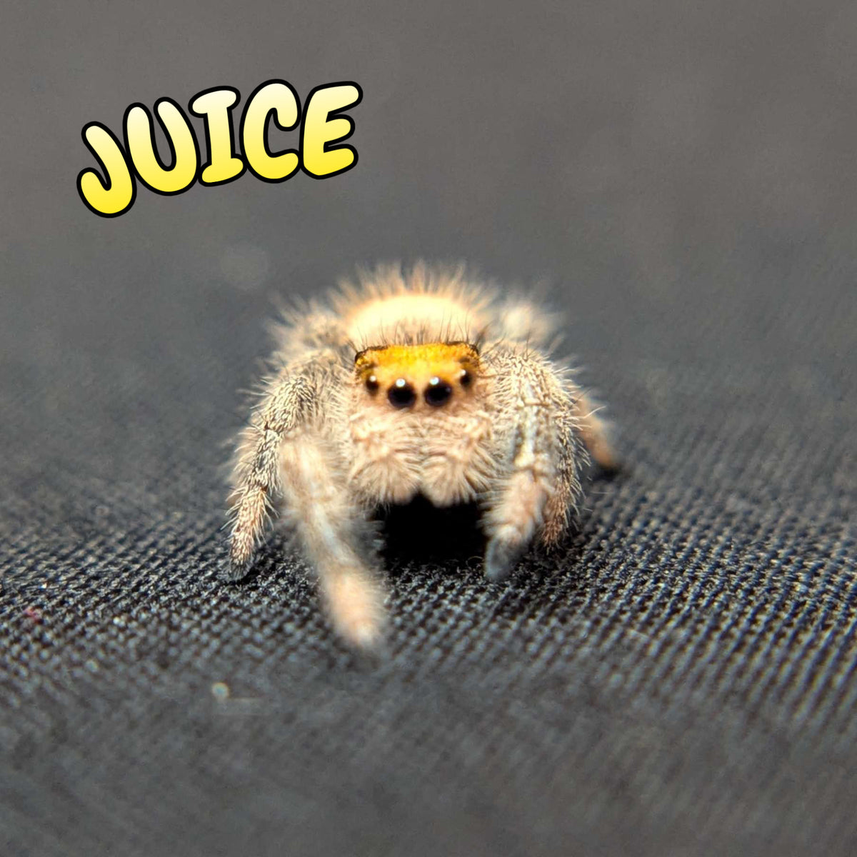 Regal Jumping Spider "Juice"