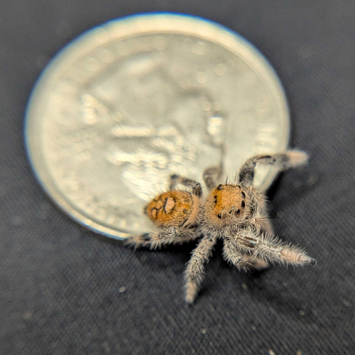 Regal Jumping Spider "Apple"