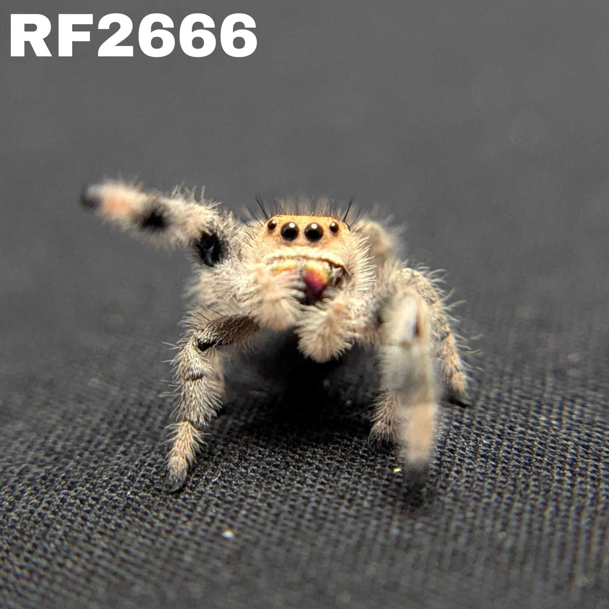 Regal Jumping Spider "Apple"