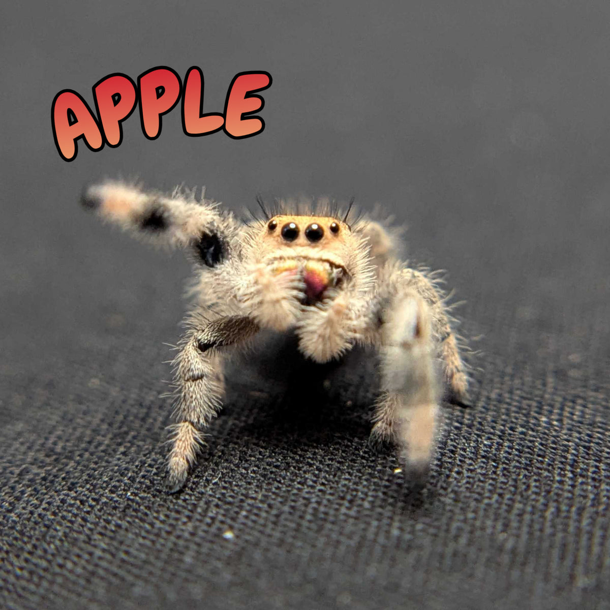 Regal Jumping Spider "Apple"