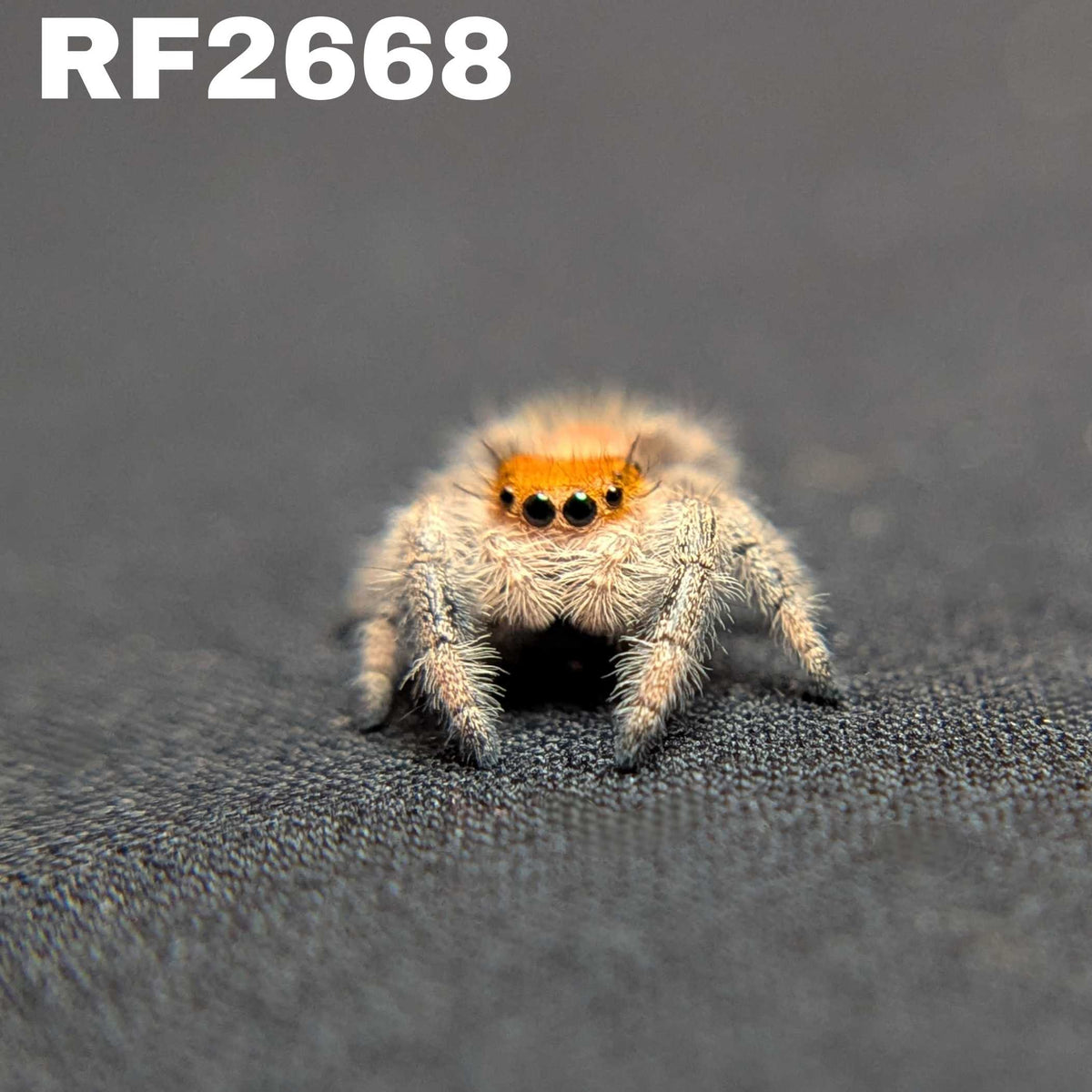 Regal Jumping Spider "Garnet"
