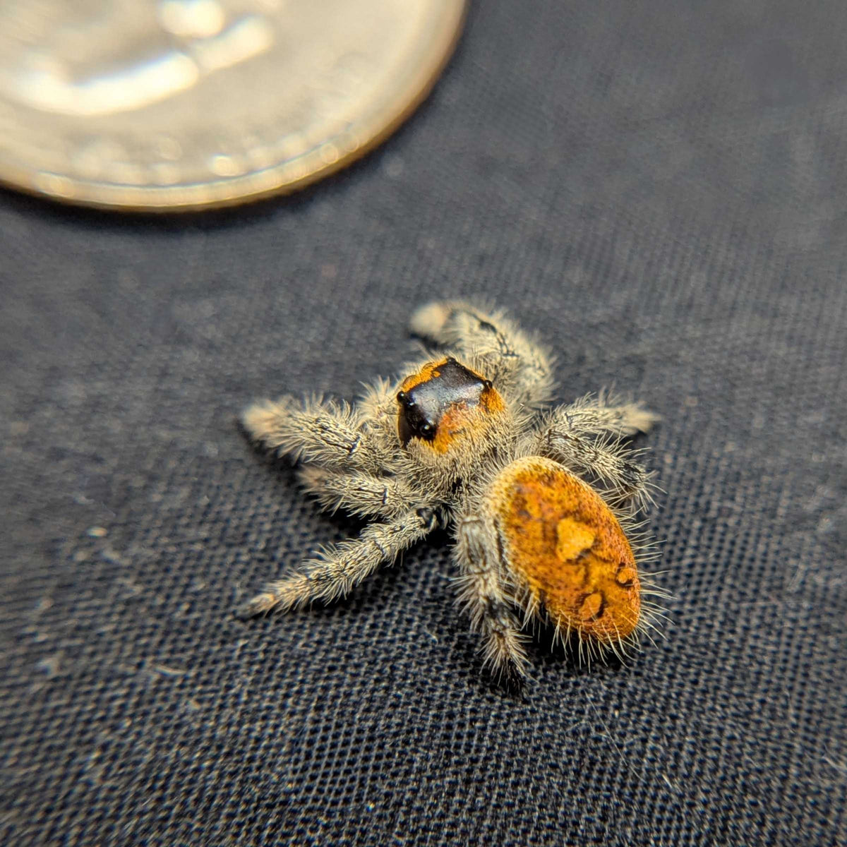 Regal Jumping Spider "Autumn"