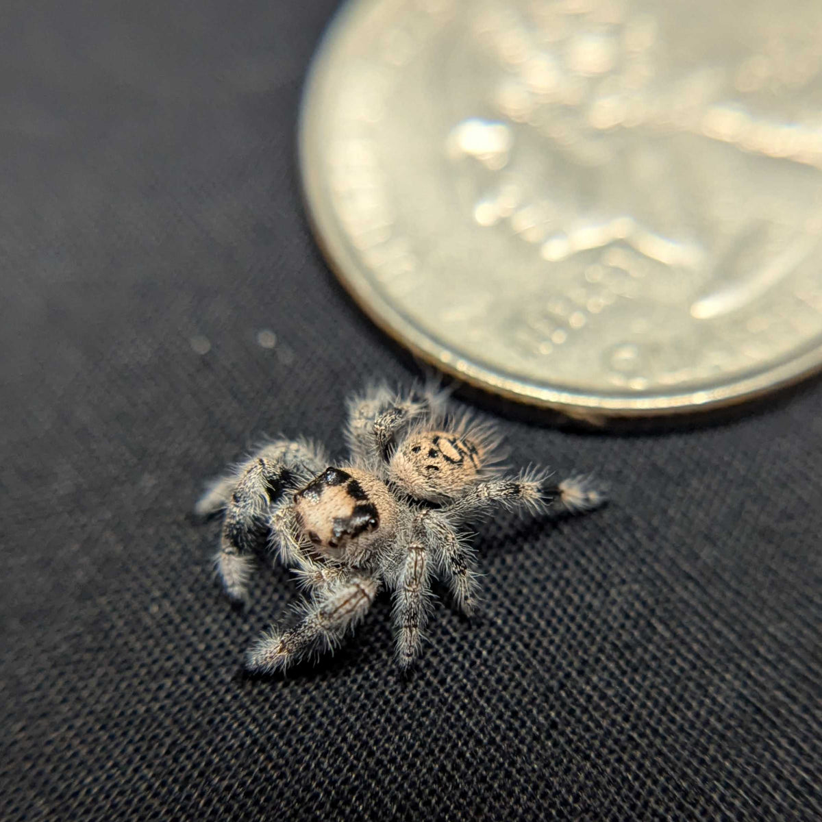 Regal Jumping Spider "Burberry"