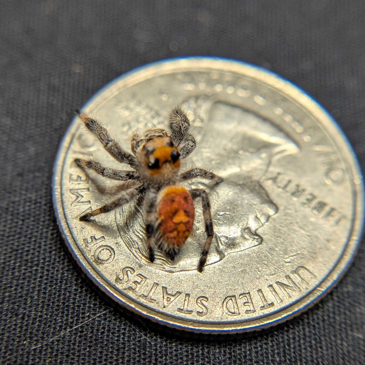 Regal Jumping Spider "Skittles"