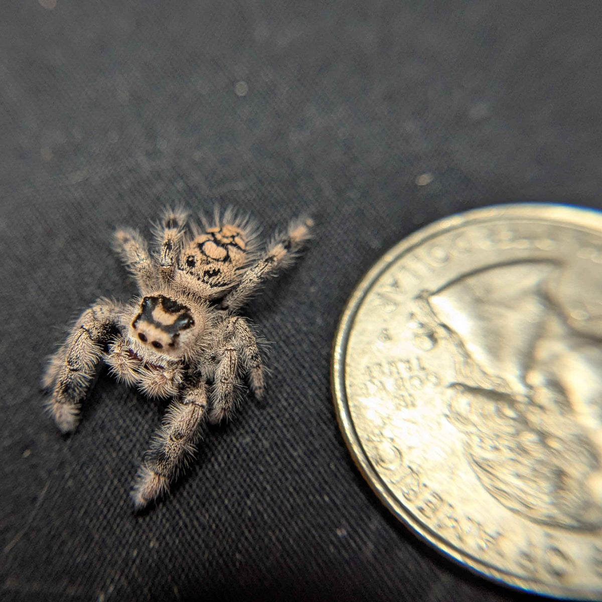 Regal Jumping Spider "Cupid"