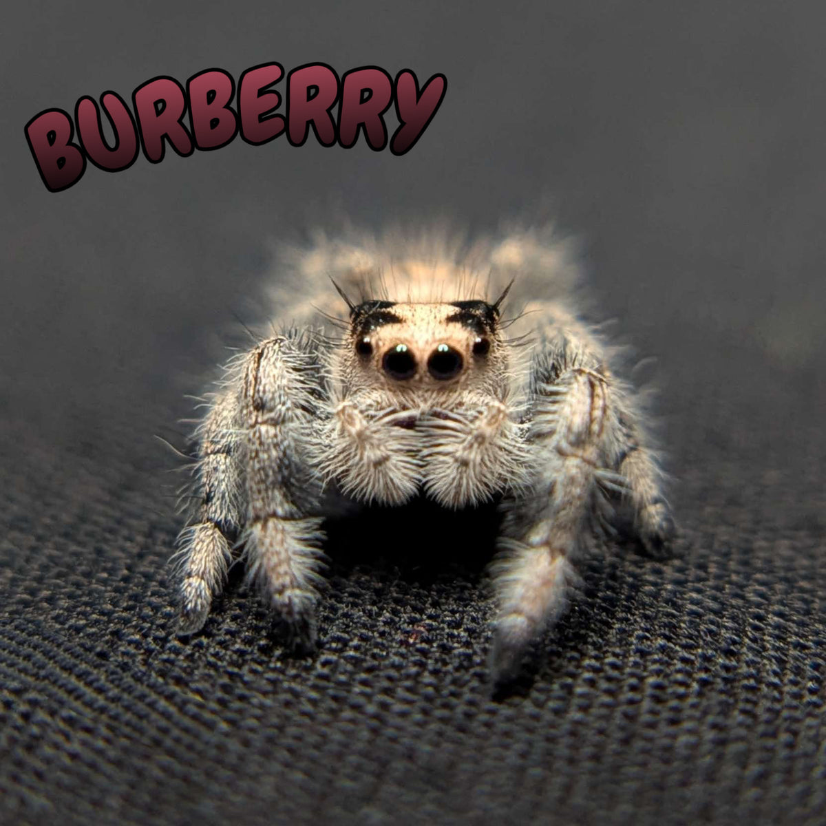 Regal Jumping Spider "Burberry"