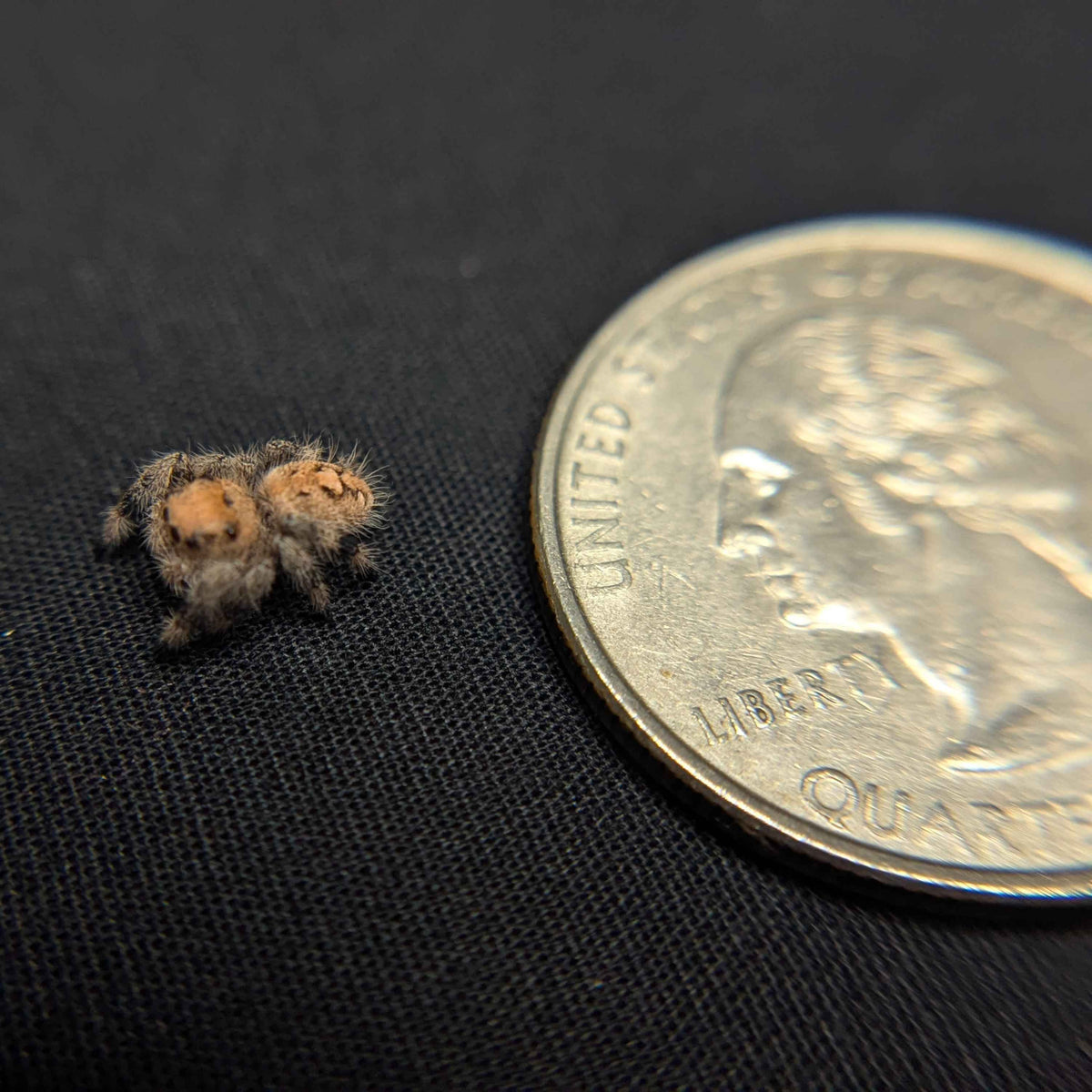Regal Jumping Spider "Tofu"