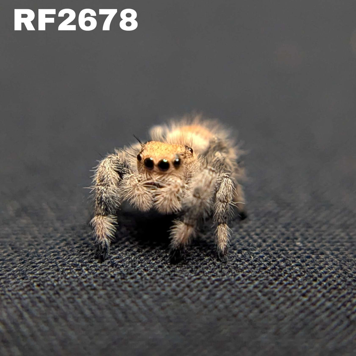 Regal Jumping Spider "Tofu"