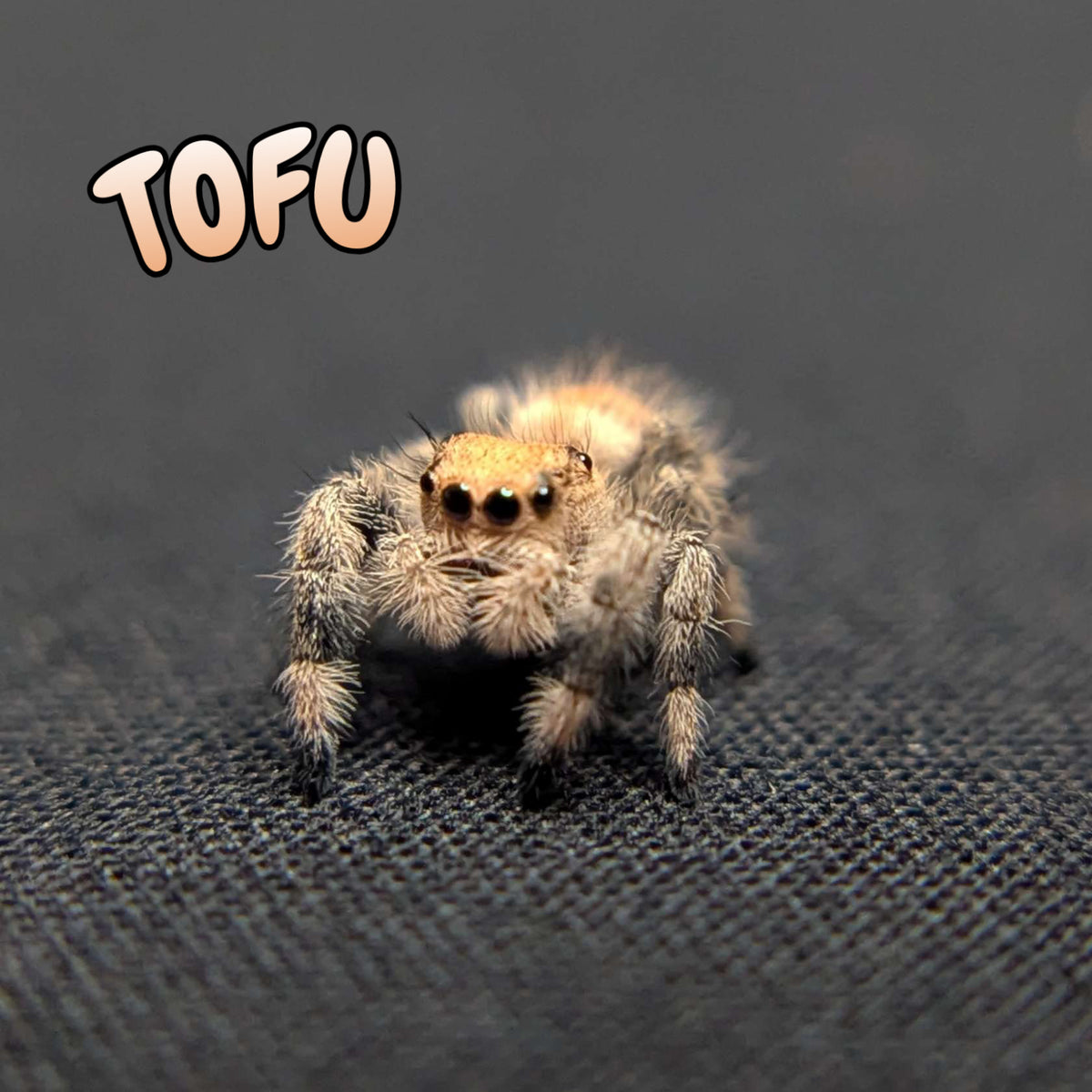 Regal Jumping Spider "Tofu"